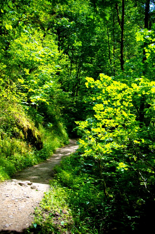 Wahclella Falls Trail-Columbia River Gorge