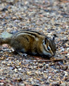 Chipmunk at Takhlakh Lake, Gifford Pinchot National Forest