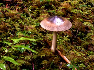 Mushroom, Moss and Lichens, Olympic National Forest photo