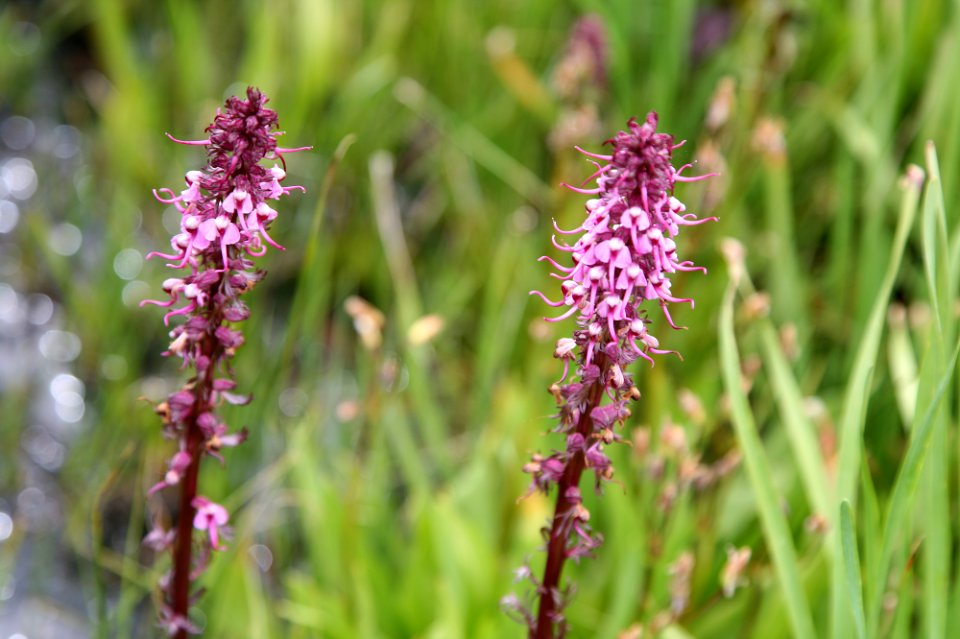 Elephant Head Wildflower-Unknown