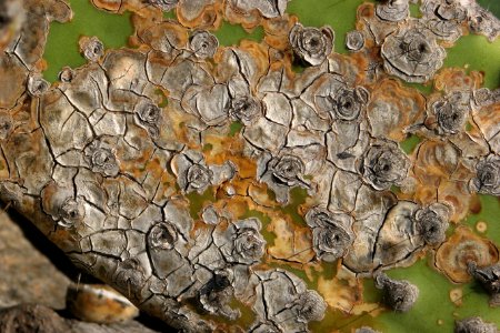 decaying cactus leaf