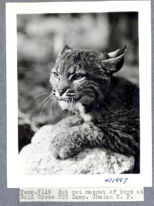 Bobcat mascot at Gold Creek CCC Camp, Chelan National Forest
