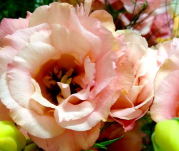 flower for you