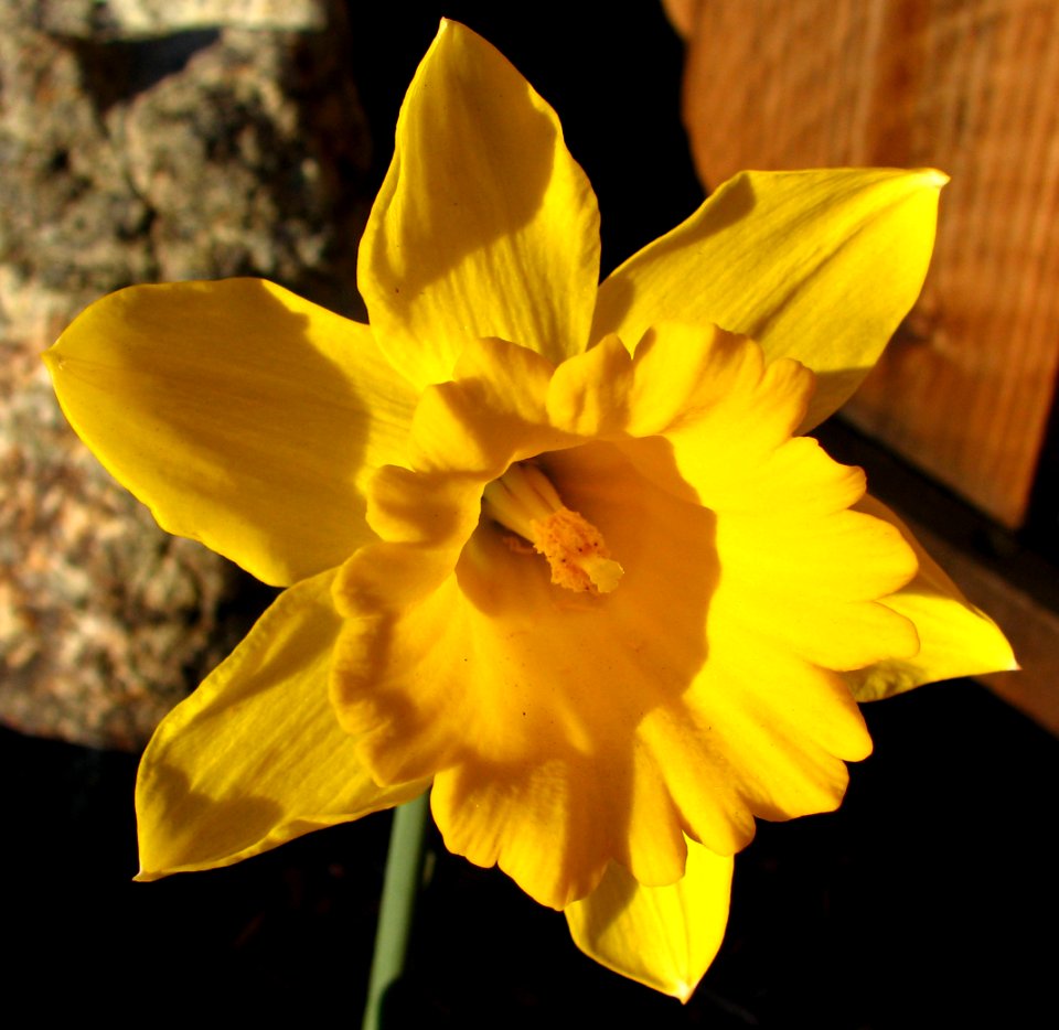 single daffodil