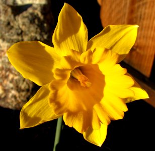 single daffodil photo