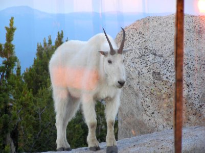 Mount Ireland Mountain Goat, Wallowa Whitman National Forest photo
