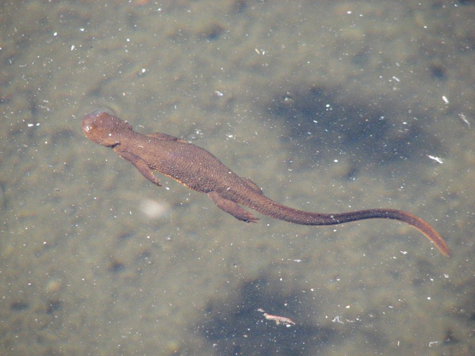 Rough-skinned newt (Taricha granulosa), by Betsy Howell-Olympic