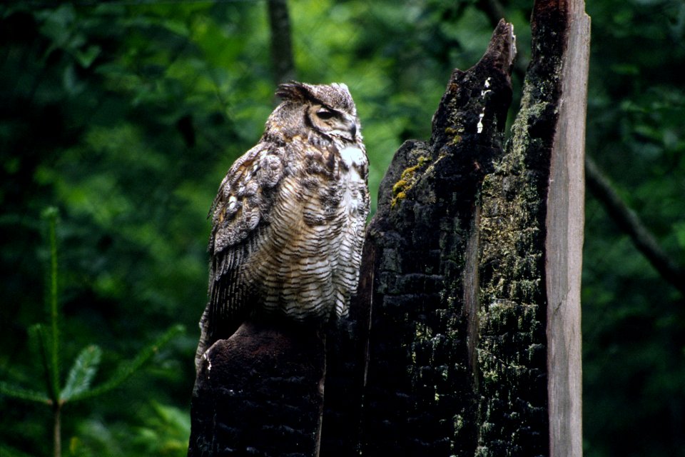 Great horned owl.jpg