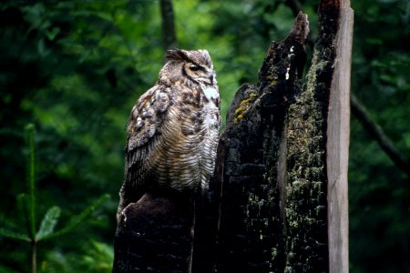 Great horned owl.jpg