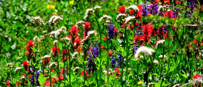 Indian Paintbrush, Cow Parsnip & Lupine-Unknown photo