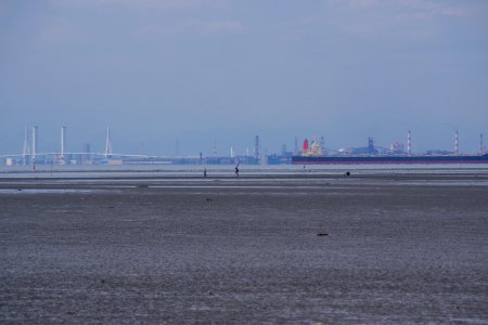 fisher on the mudflat