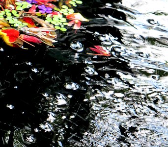 water with flower petals photo