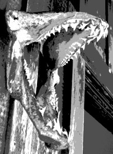 shark jaws, posterized and solarized