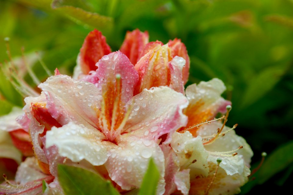 rare rhodenderon in flower