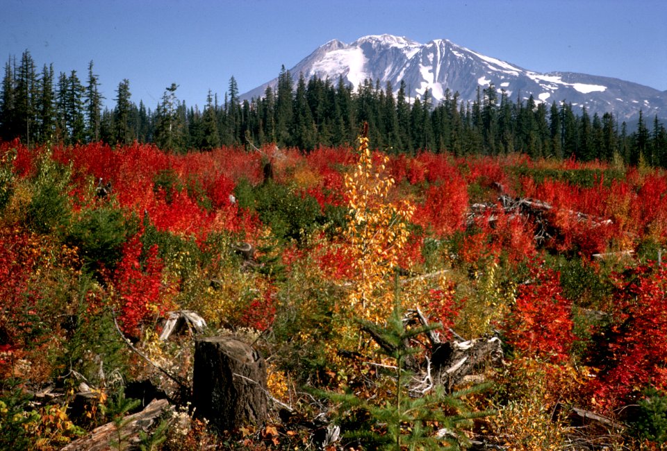 245 Fall color in clearcut -Mt Adams, Gifford Pinchot Nat'l Forest 1971
