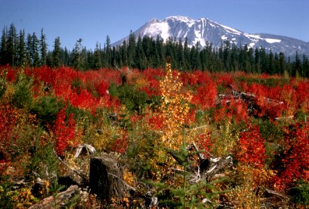 245 Fall color in clearcut -Mt Adams, Gifford Pinchot Nat'l Forest 1971