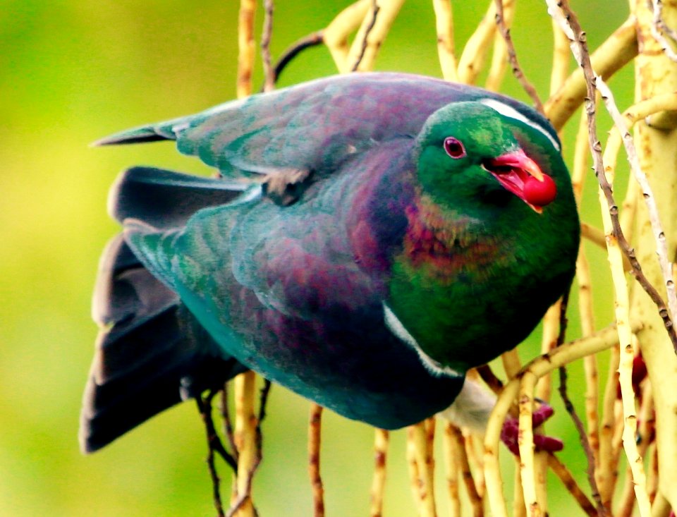 berry feeding Kereru deight