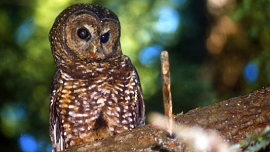Spotted Owl on Branch, Olympic National Forest