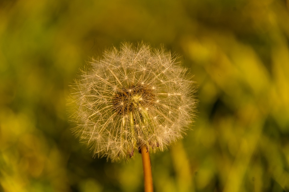 Dandelion feathery delicate
