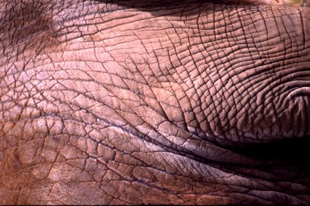 elephant skin photo