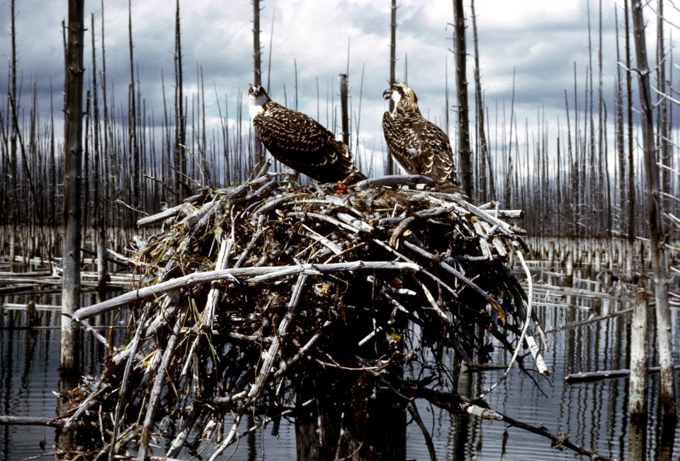 Osprey nest.jpg