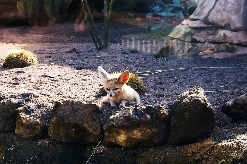 Zoo morocco animals
