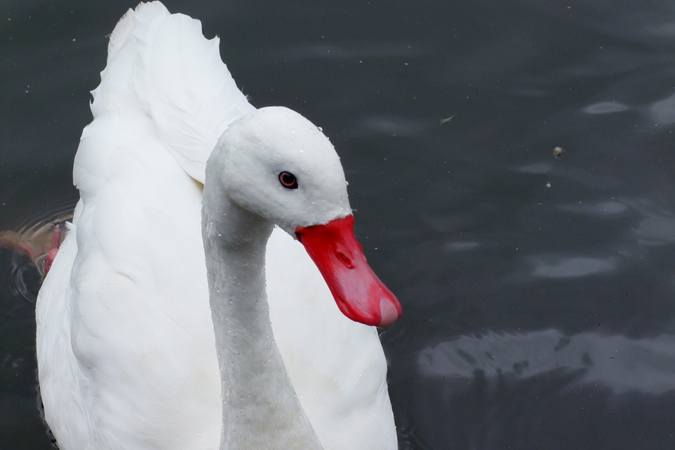 Water fowl wildlife wedding