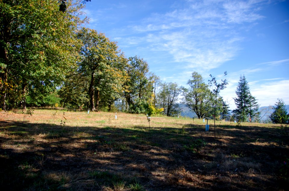 Tree Planting on the Cape Horn Trail-Columbia River Gorge