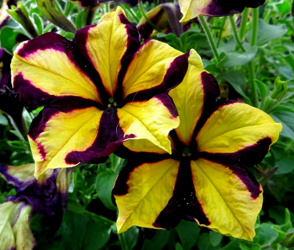 purple and yellow pinwheel petunias