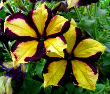 purple and yellow pinwheel petunias