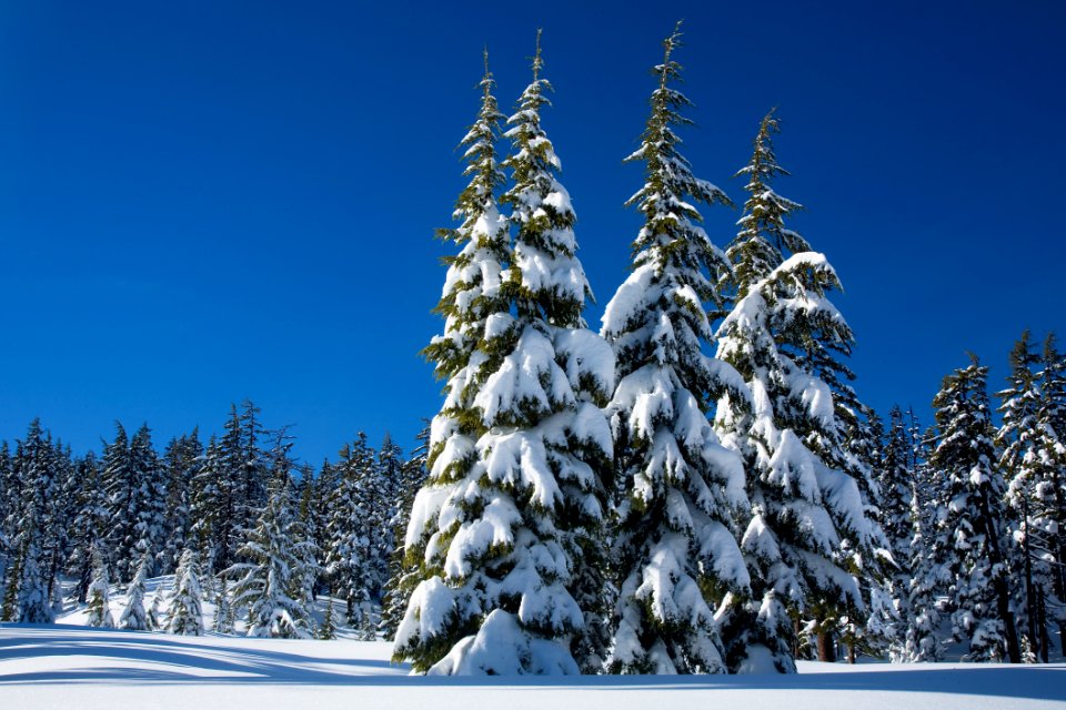 Winter Forest at Mt Bachelor-Deschutes