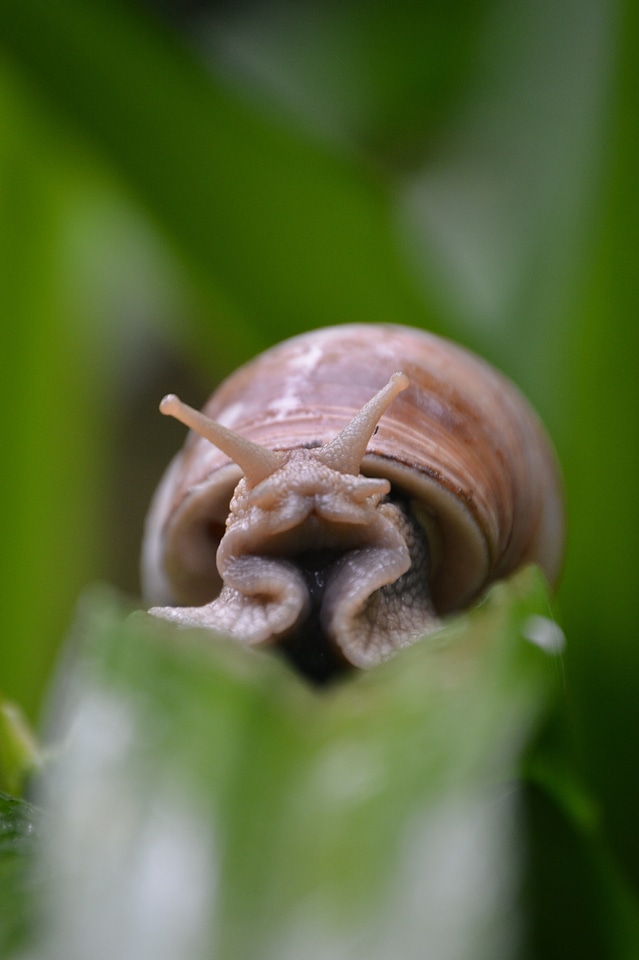 Shell crawl slowly