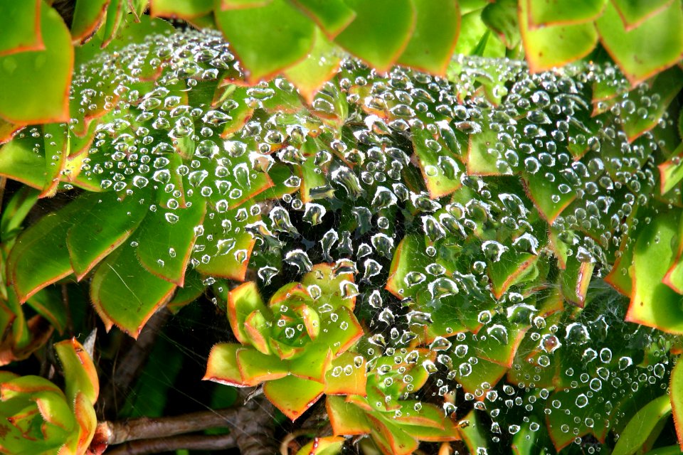 water drops on spiderweb 2