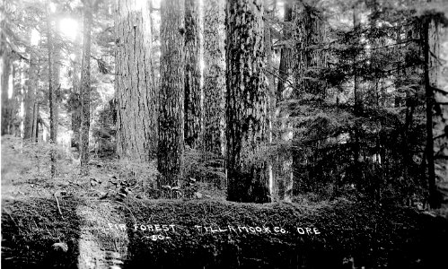 50 Fir Forest Tillamook Co. Ore.