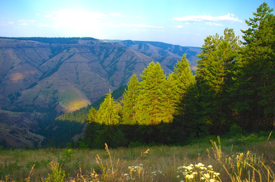 Pine Forest Grove at Joseph Canyon, Wallowa Whitman National Forest