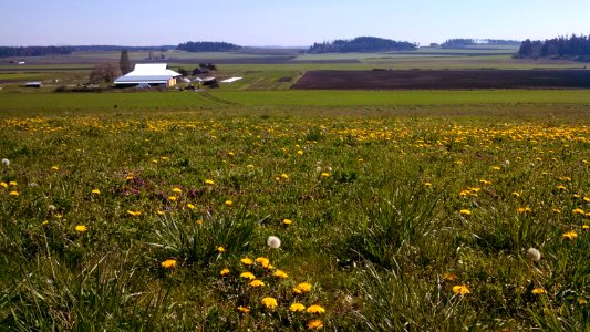 Whidbey Island, Ebeys Landing red barn farm field dandelions