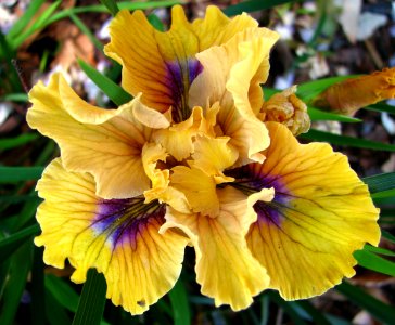 yellow-and-purple dwarf iris photo