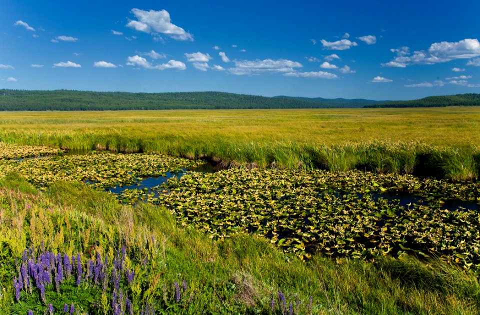 Klamath Marsh NWR Lilies and Wildflowers-Fremont Winema