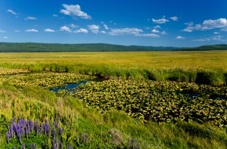 Klamath Marsh NWR Lilies and Wildflowers-Fremont Winema photo