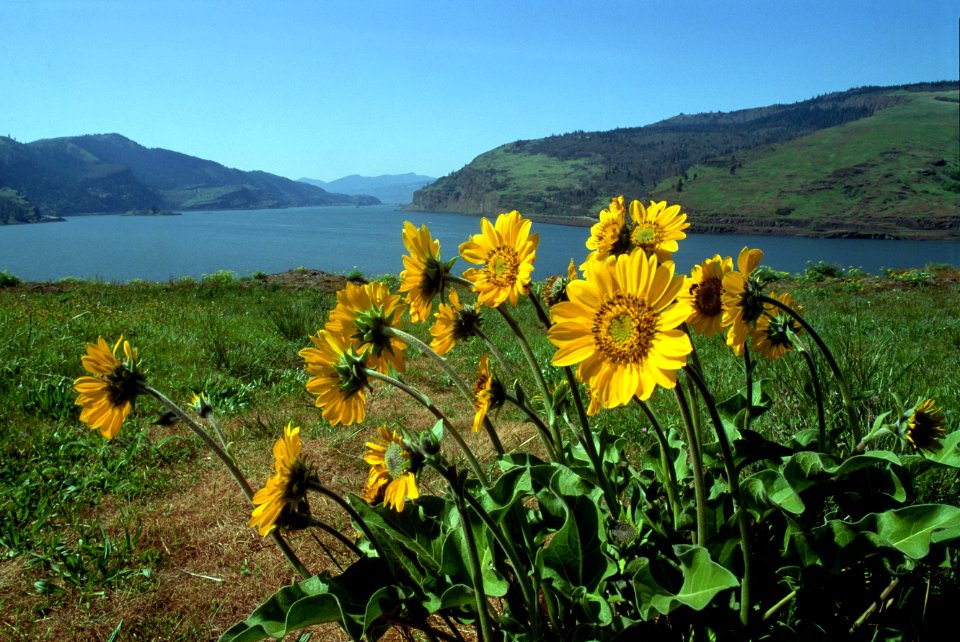 Wildflowers at Rowena, Columbia River Gorge.jpg
