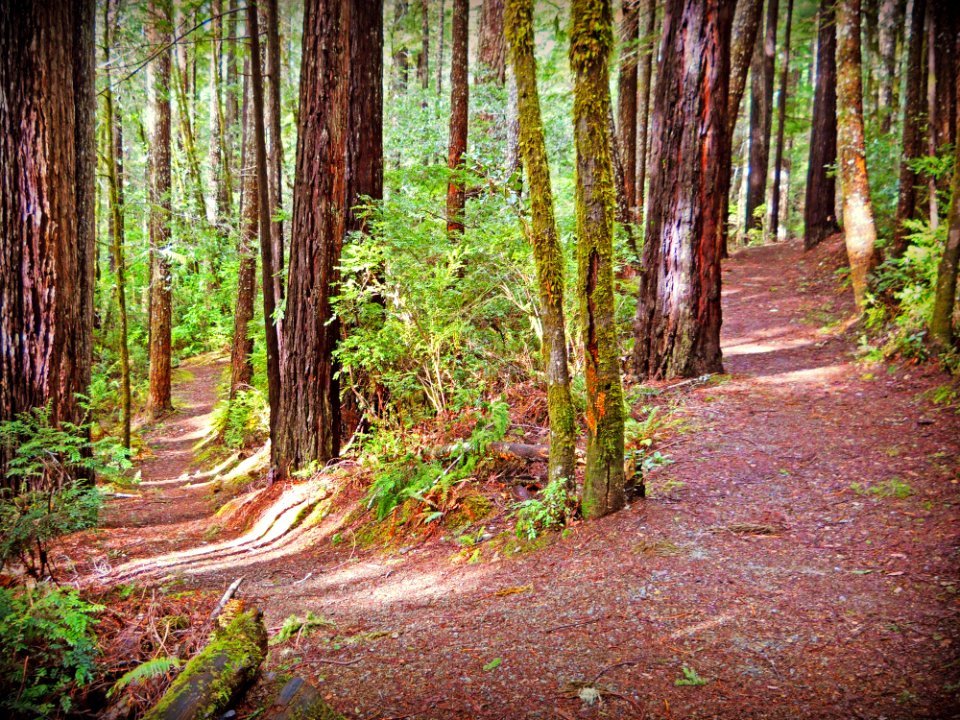 the Oregon Redwood Trail, Rogue River Siskiyou National Forest