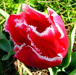 red-and-white fringed tulip photo
