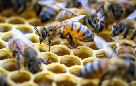 Miel et Abeilles