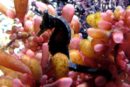 dark seahorse photo