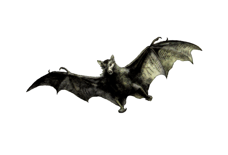 BAT #2
