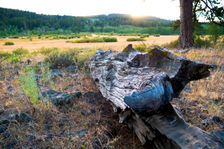Log and Grassy Prairie-Fremont Winema photo