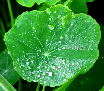 water drops on nasturtium leaf photo