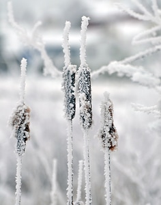 Cold bulrush brown