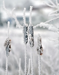 Cold bulrush brown photo