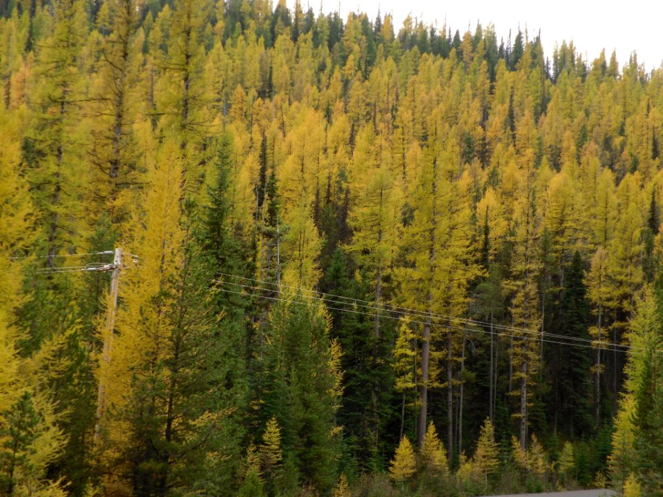 Lodgepole Pines in Fall, Wallowa-Whitman National Forest